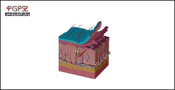 عکس لایه های پوست