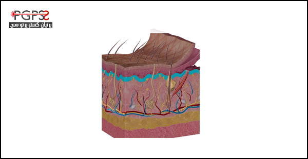 عکس لایه های پوست