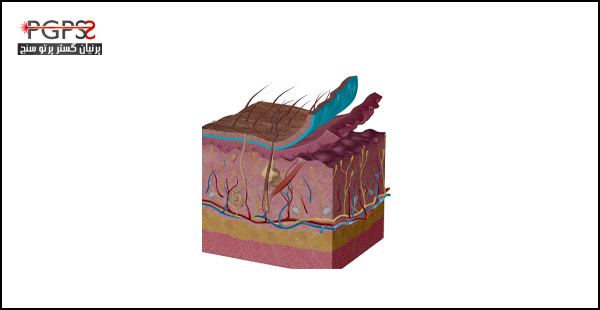 عکس لایه های پوست