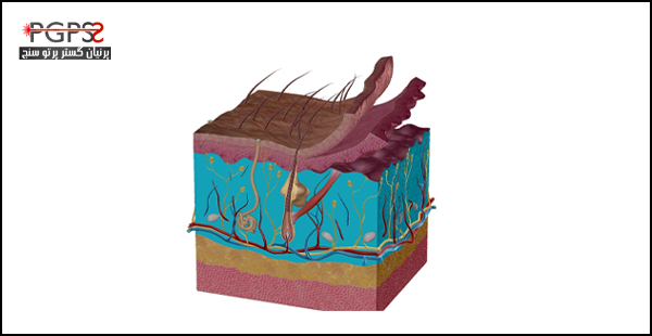 عکس لایه های پوست